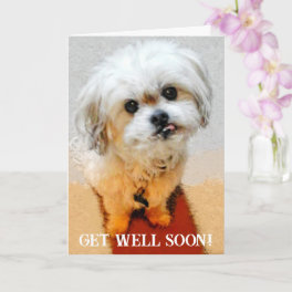 Bear the Malshi Get Well Card