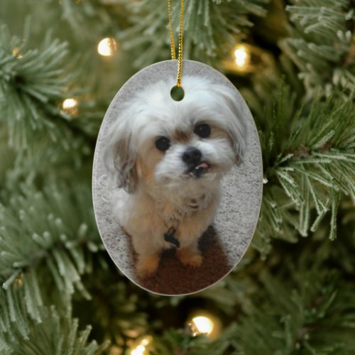 Bear the Malshi Oval Christmas Ornament