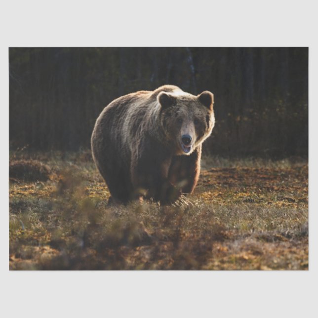 Bear Tissue Paper (Front)