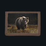 Bear Trifold Wallet<br><div class="desc">A beautiful photo of an adult bear in the woods. A fantastic gift for any bear enthusiast. Photo by Zdeněk Macháček.</div>