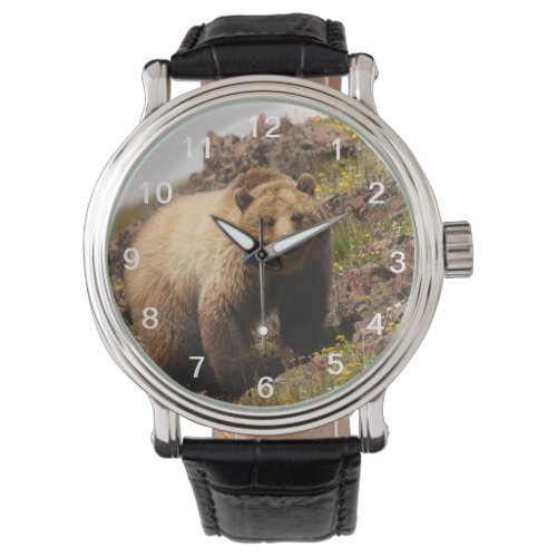 bear watch