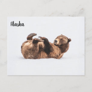 Bear Wildlife Alaska Postcard