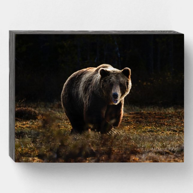 Bear Wooden Box Sign (Front Horizontal)