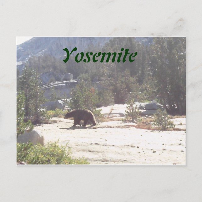 bear, Yosemite Postcard (Front)