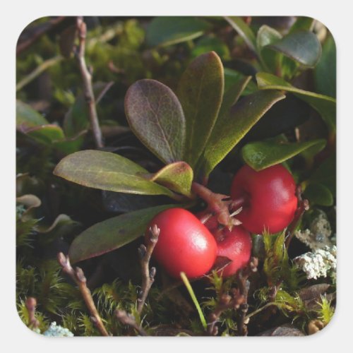 Bearberry Arctostaphylus uva_ursi Square Sticker