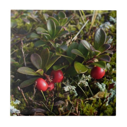 Bearberry Arctostaphylus uva_ursi Tile