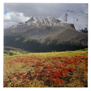 Bearberry in early autumn Athabasca Peak in the Ceramic Tile