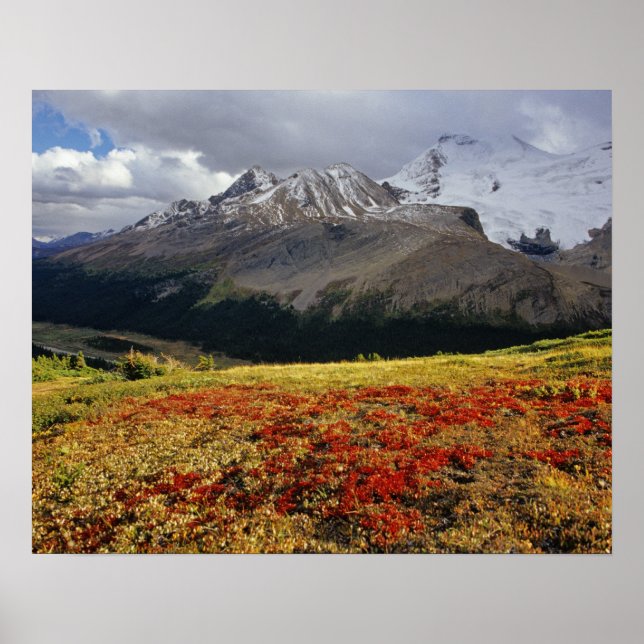 Bearberry in early autumn Athabasca Peak in the Poster (Front)