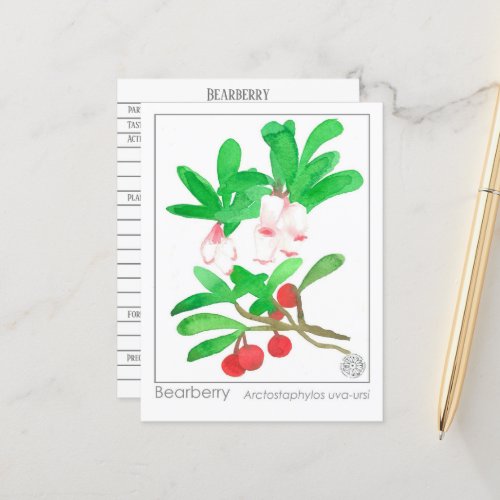 Bearberry Materia Medica Herbal Study Card