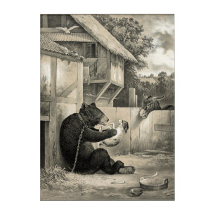 Beard - Bear, Dog and Donkey Acrylic Print