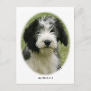 Bearded Collie 9Y049D-018 Postcard