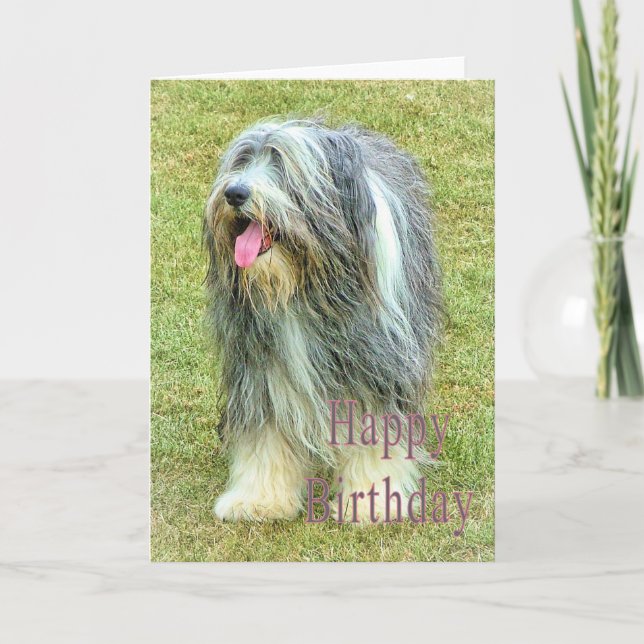 Bearded Collie Birthday card (Front)
