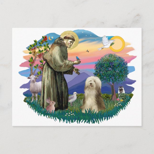 Bearded Collie (brown-cream) Postcard (Front)