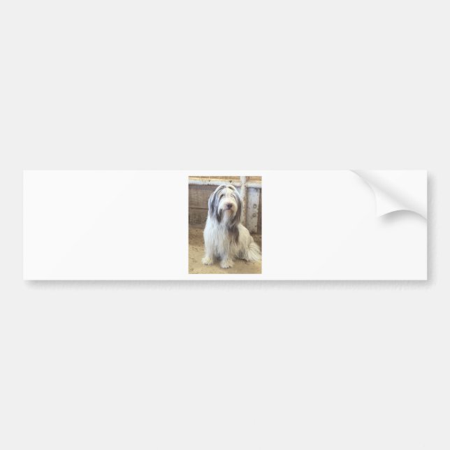 Bearded Collie Bumper Sticker (Front)