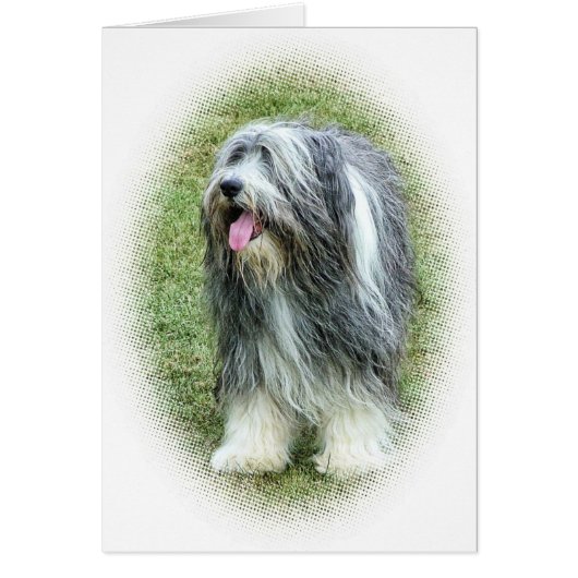 bearded collie Card (Front)
