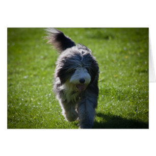 Bearded Collie Cards
