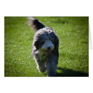 Bearded Collie Cards