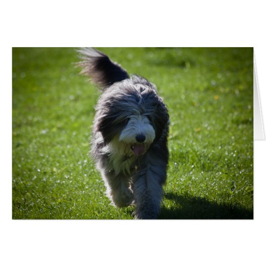 Bearded Collie Cards (Front Horizontal)