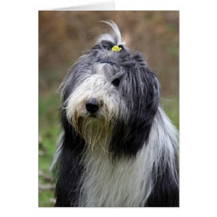 bearded collie cards