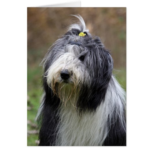 bearded collie cards (Front)