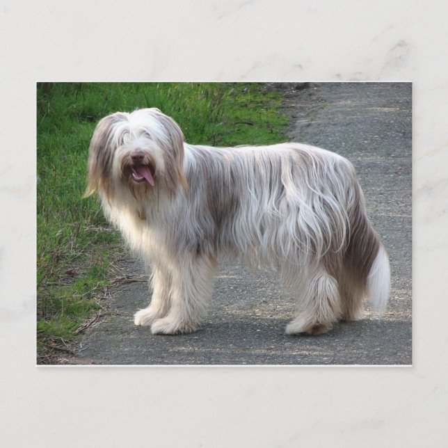 Bearded Collie Dog Postcard (Front)