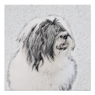 Bearded Collie Drawing - Cute Original Dog Art Poster