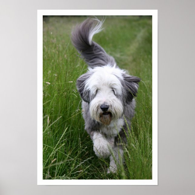 Bearded Collie in Tall Grass Poster (Front)