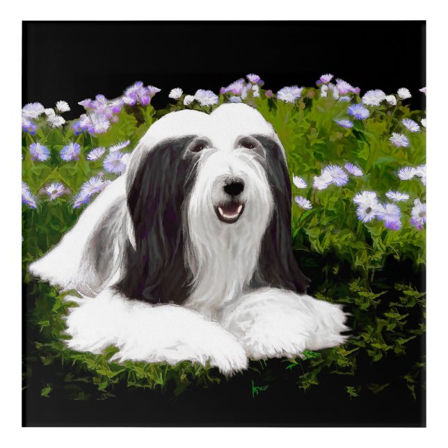 Bearded Collie Painting - Cute Original Dog Art (Front)