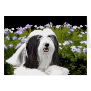 Bearded Collie Painting - Cute Original Dog Art Cards