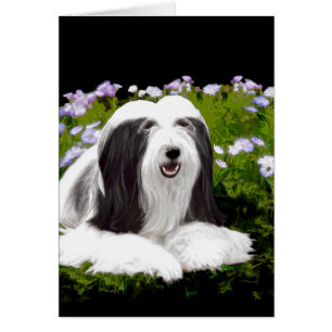 Bearded Collie Painting - Cute Original Dog Art Cards