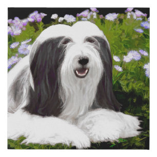 Bearded Collie Painting - Cute Original Dog Art Faux Canvas Print