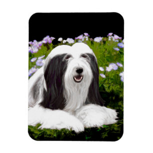 Bearded Collie Painting - Cute Original Dog Art Magnet