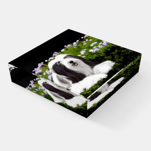 Bearded Collie Painting - Cute Original Dog Art Paperweight