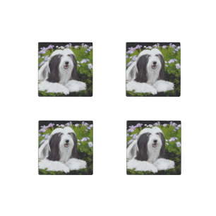 Bearded Collie Painting - Cute Original Dog Art Stone Magnet