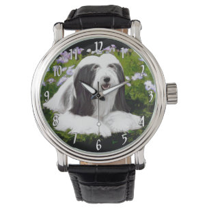Bearded Collie Painting - Cute Original Dog Art Watch