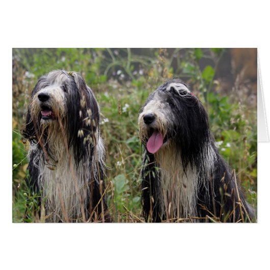 bearded collie pair cards (Front Horizontal)