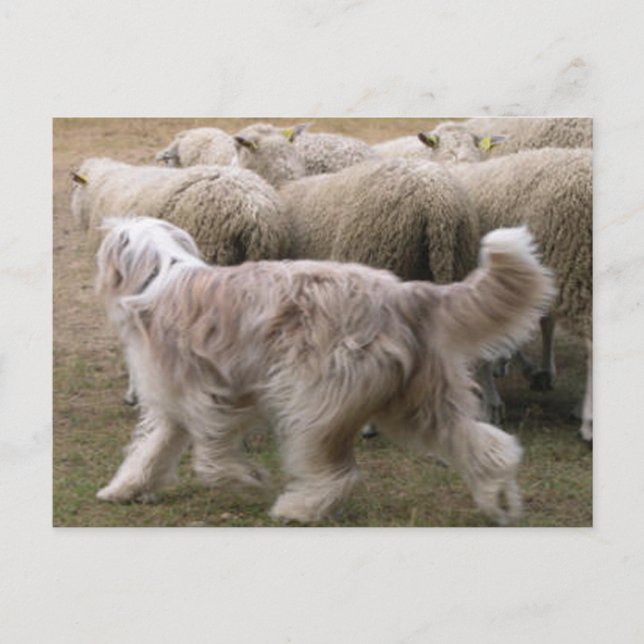 bearded collie working.png postcard (Front)
