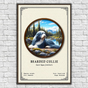 Bearded Collie Zoology Series Poster
