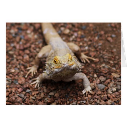 Bearded Dragon (Front Horizontal)