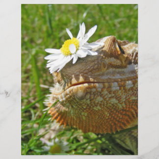 Bearded dragon