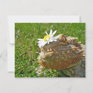 Bearded dragon