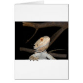 Bearded dragon 2 (Front)