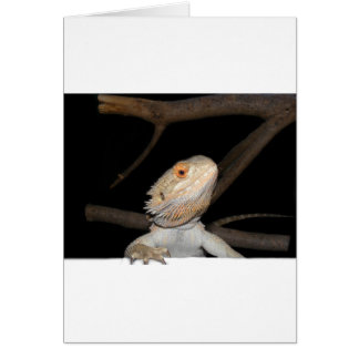 Bearded dragon 2