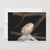 Bearded dragon 2 (Front)