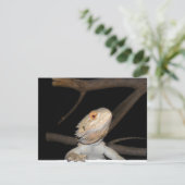 Bearded dragon 2 (Standing Front)