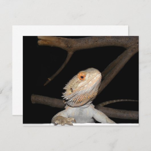 Bearded dragon 2 (Front/Back)
