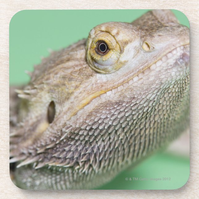 Bearded dragon 2 beverage coaster (Front)
