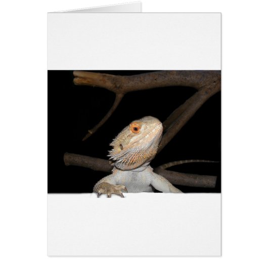 Bearded dragon 2 cards (Front)