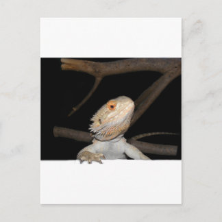 Bearded dragon 2 postcard