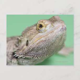 Bearded dragon 2 postcard